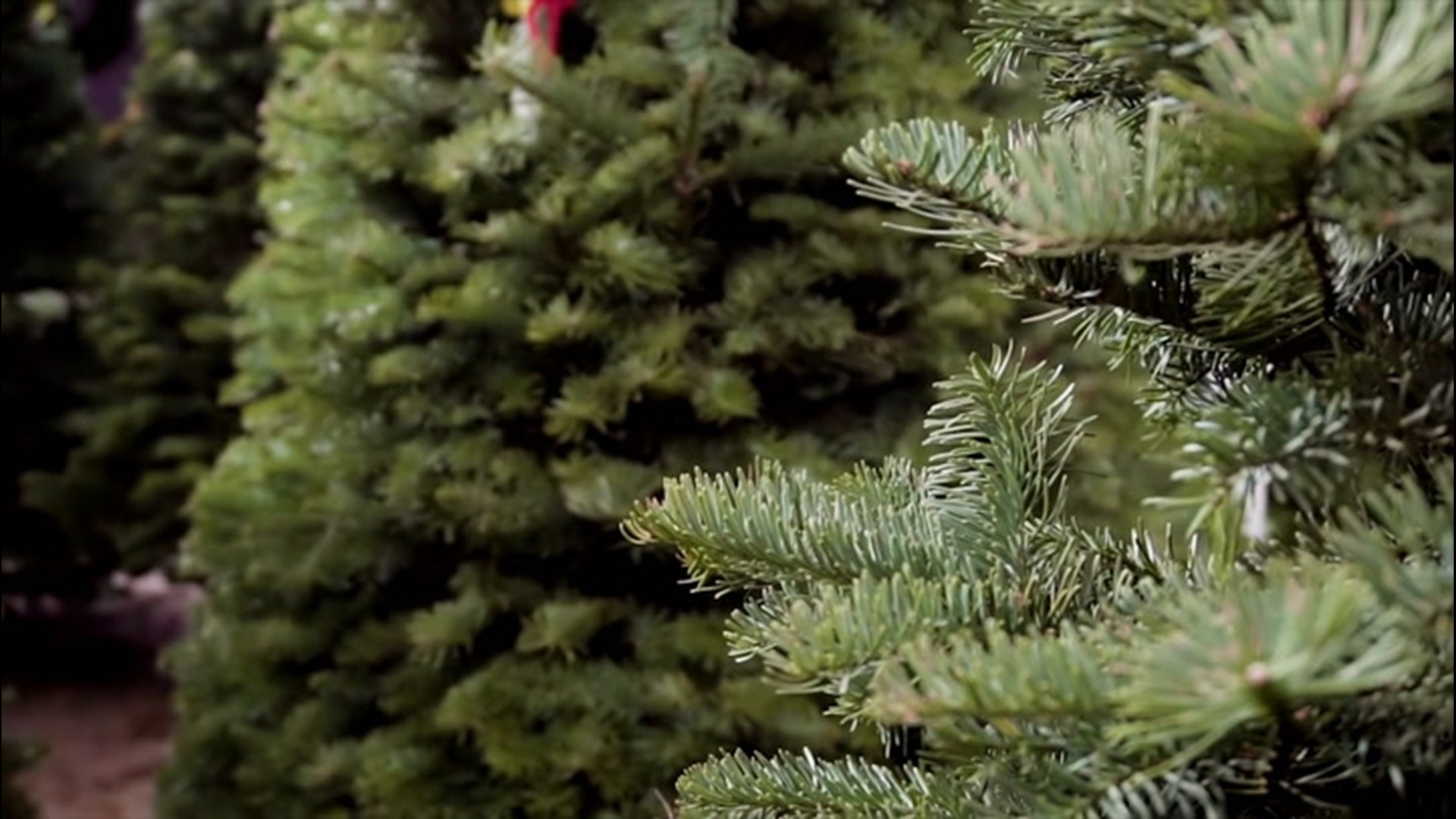 It's nice to have a live Christmas tree, but you could be bringing a few unwelcome guests into your home as well. Brittany Boyer has the details on how to keep insects out of your home.