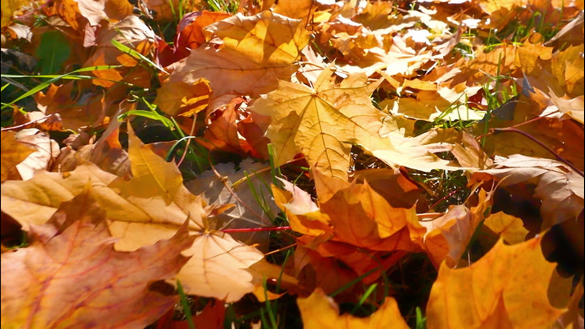 Why leaves change colors during the fall