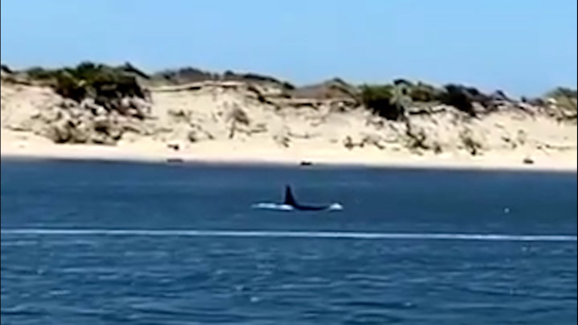 Beachgoers got more than just a relaxing day at the beach in Florence, Oregon. They also were able to watch orca whales swimming near the shore on May 28.
