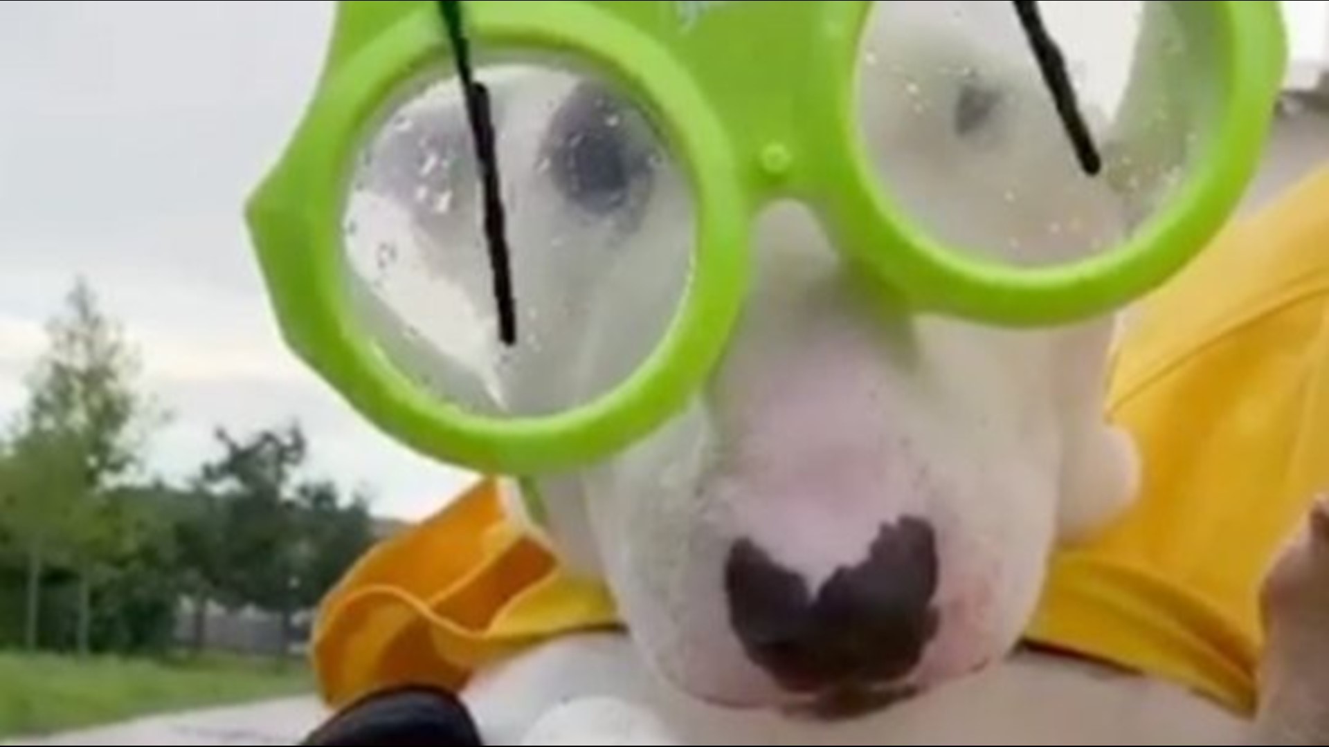 One dog knows how to stay dry and fashionable in the rain, Buzz60's Sean Dowling has more.