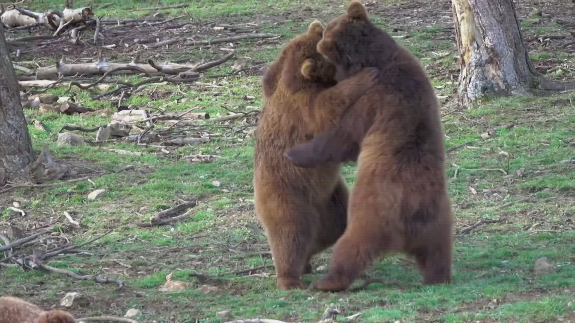 Alaska Brown Bear Attacks Man For 10 Seconds Leaves Deep Wounds Krem