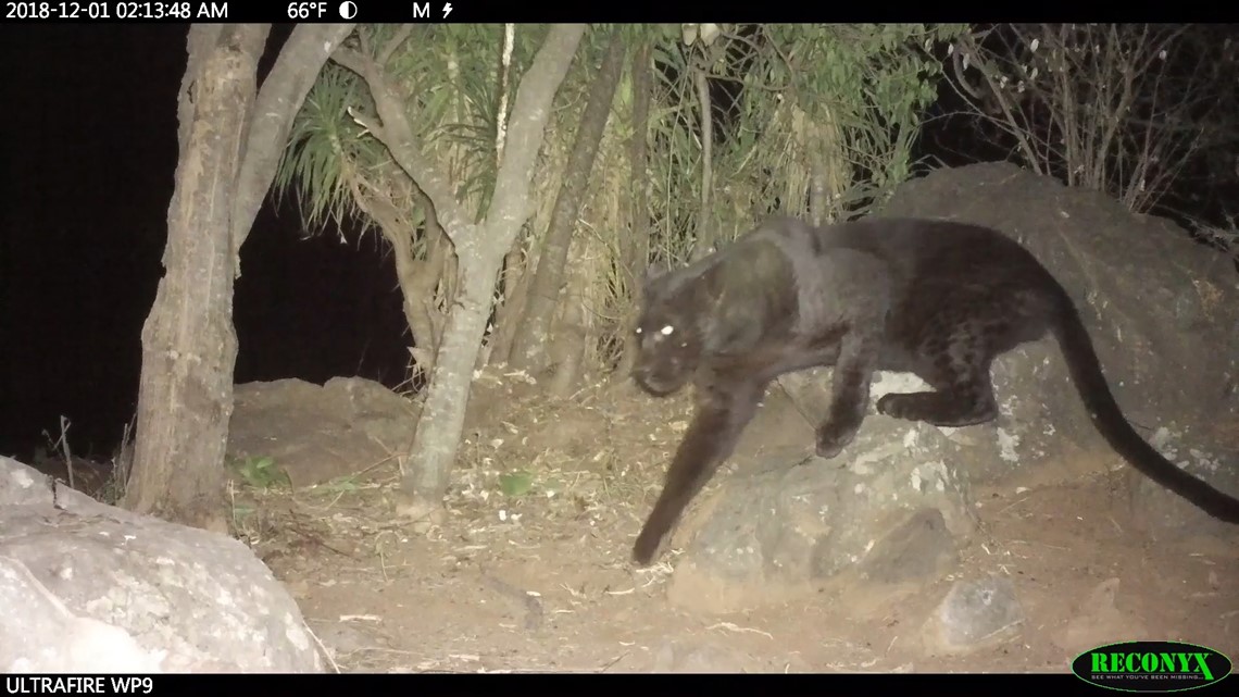 Rare 'black panthers' captured on camera in Kenya | krem.com