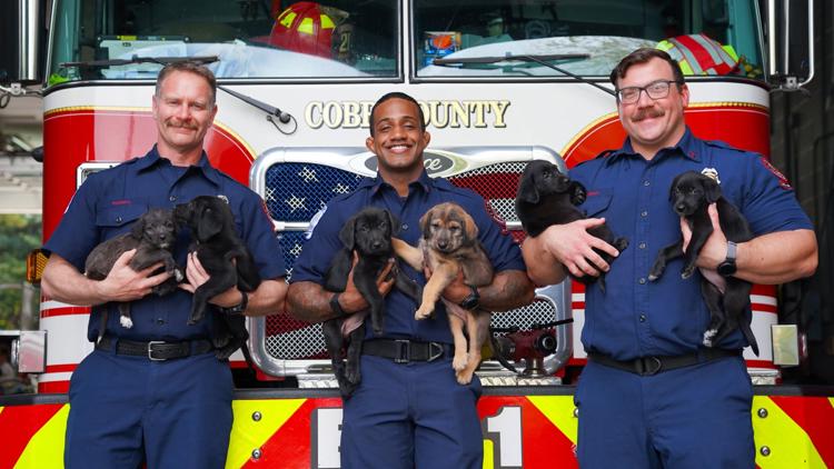 Georgia firefighters help emergency vet deliver 15 puppies | krem.com