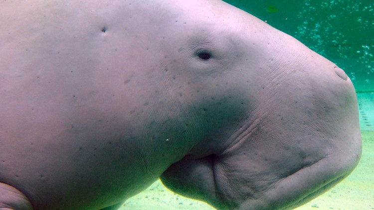 Manatee cousin, abalone among new species facing extinction