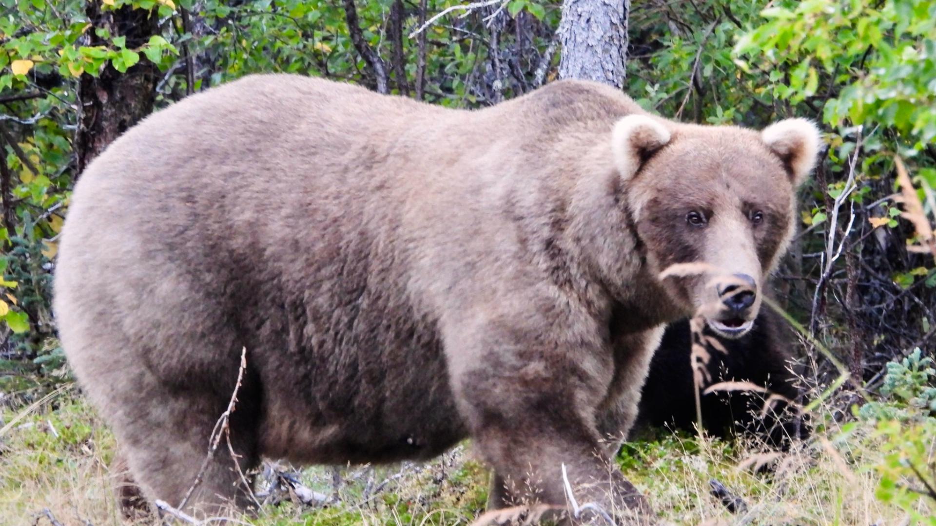 Alaska's Fat Bear Week: Vote for the Fattest Bruin | krem.com