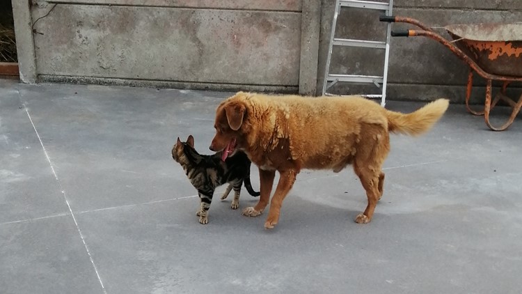 Happy birthday, Bobi! World's oldest dog celebrates another year
