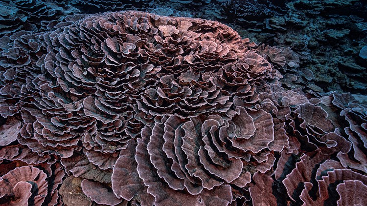 See the rose-shaped corals in rare, pristine reef off Tahiti