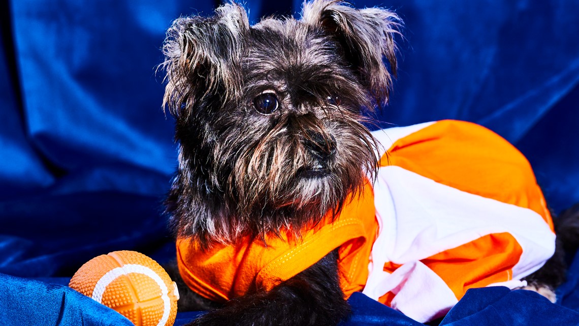 Watch 122 rescue and special needs dogs face off in this year's Puppy Bowl