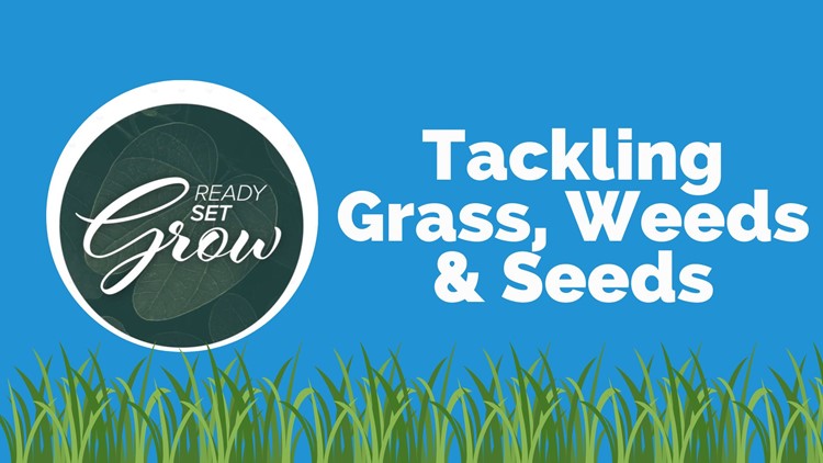 Ready, Set, Grow | Tackling grass, weeds and seeds