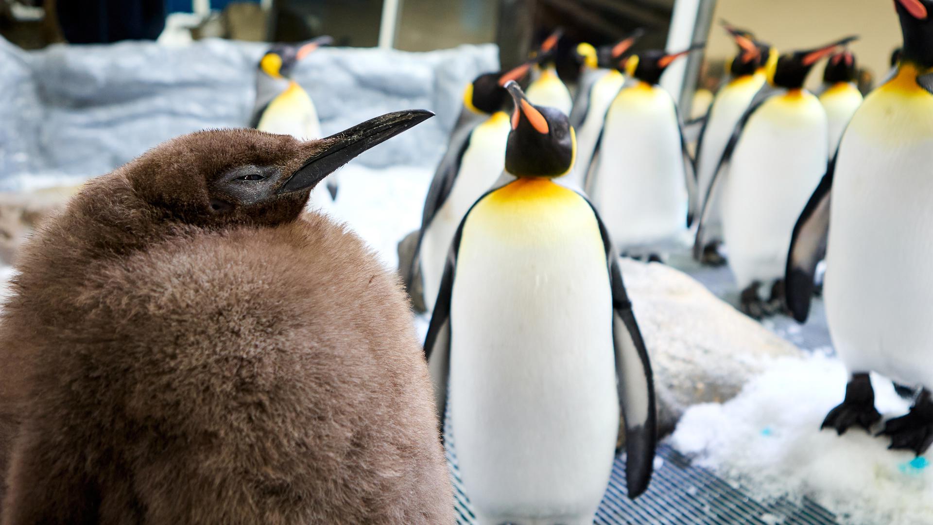 A huge king penguin chick named Pesto, who weighs as much as both his parents combined, has become a social media celebrity.