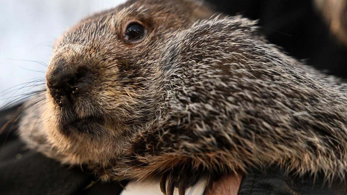 When is groundhog day? | krem.com - Vimarsana News