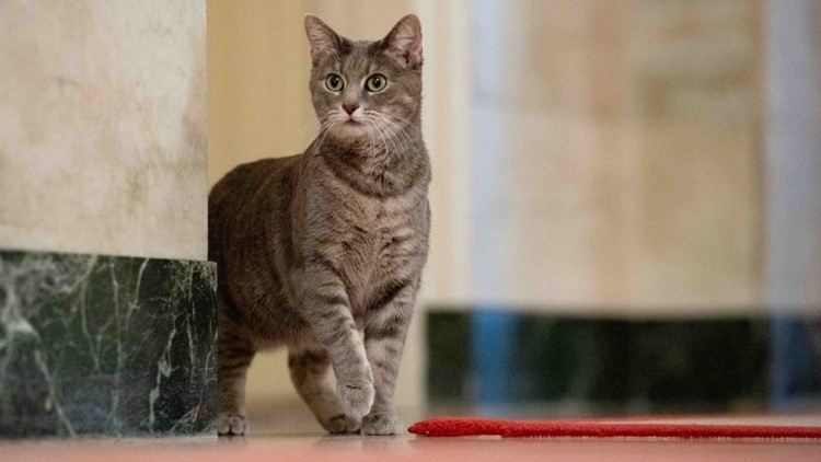 Willow, the White House cat, has finally arrived