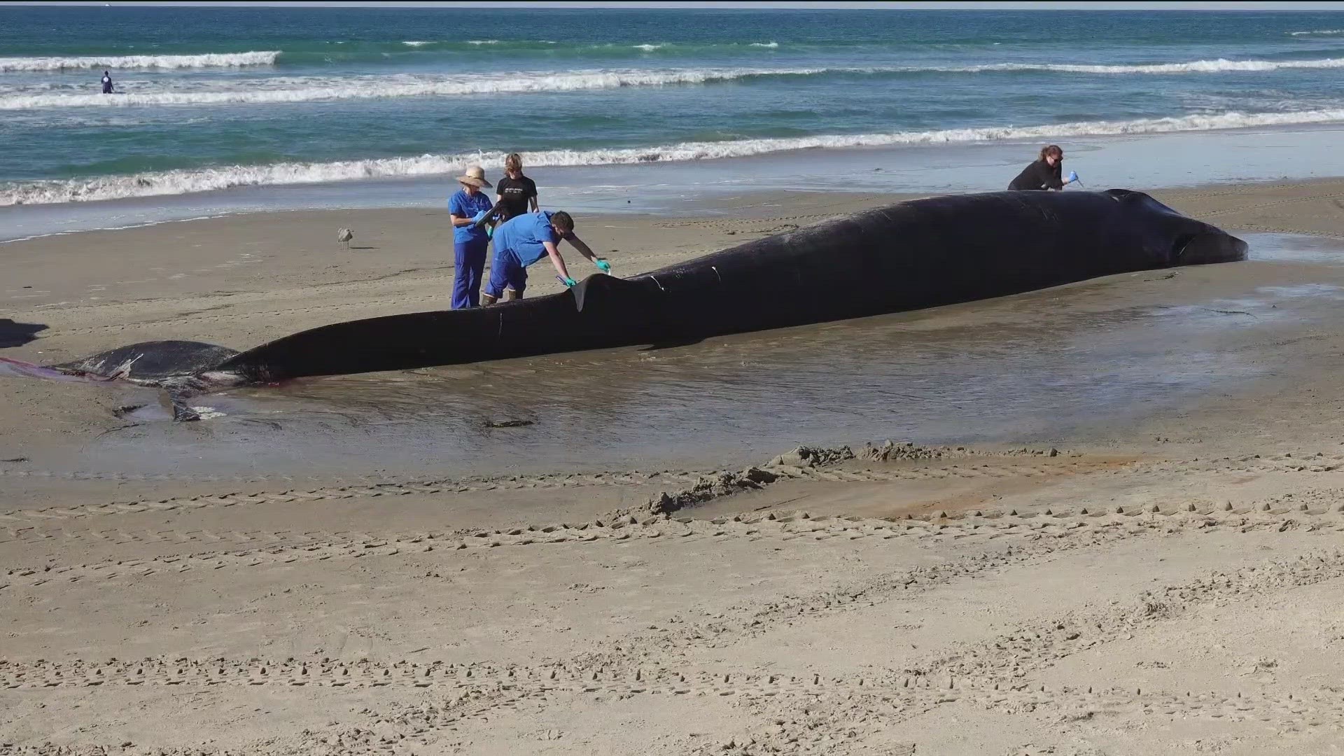 Dead Whale Washed Up In Pacific Beach | Krem.com