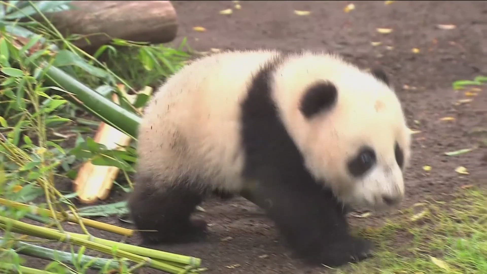 San Diego Zoo will receive pandas from China | krem.com