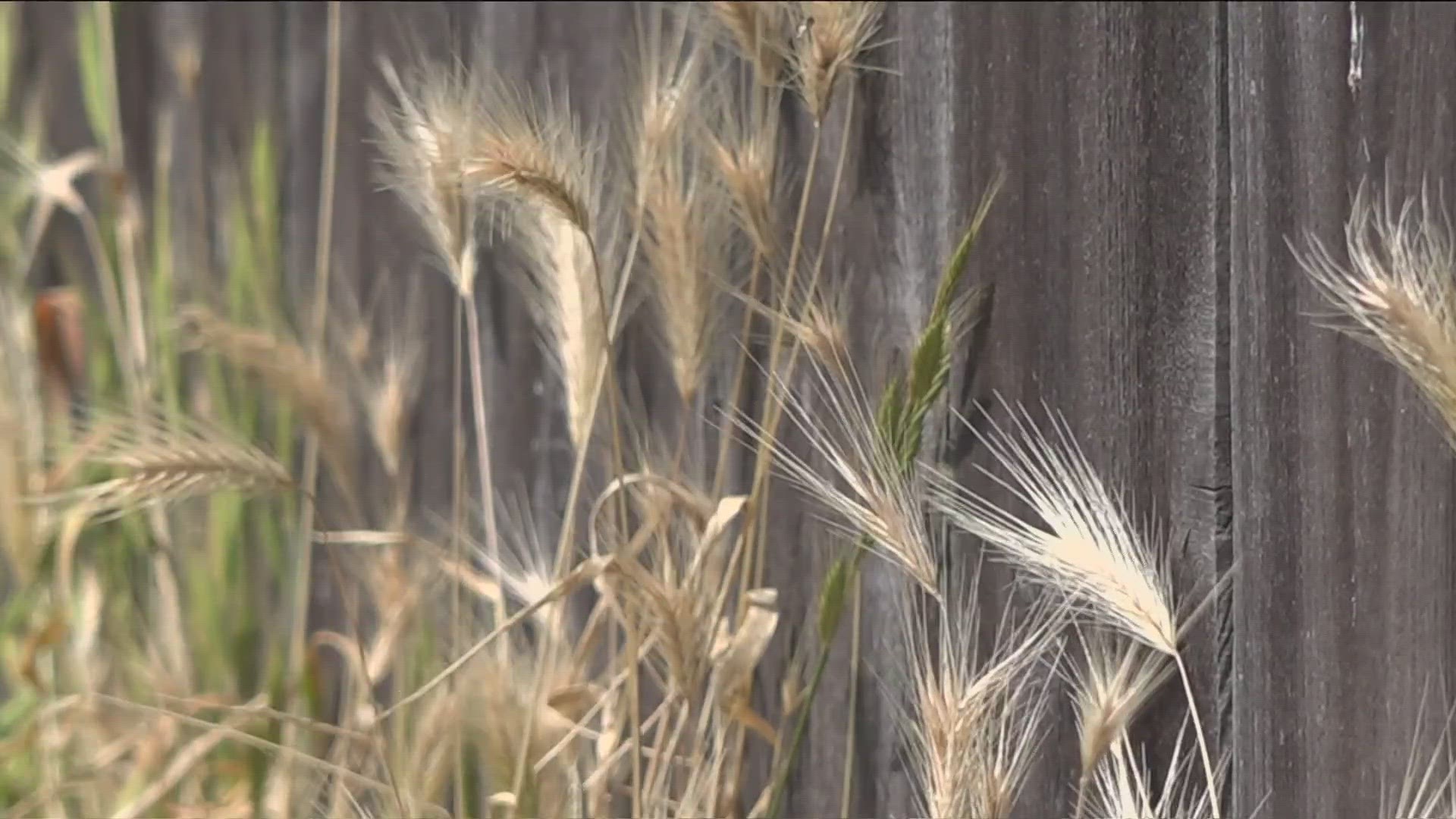 San Diego vet clinics and animal hospitals are busy removing foxtails from dogs and it can be a painful and pricey visit.