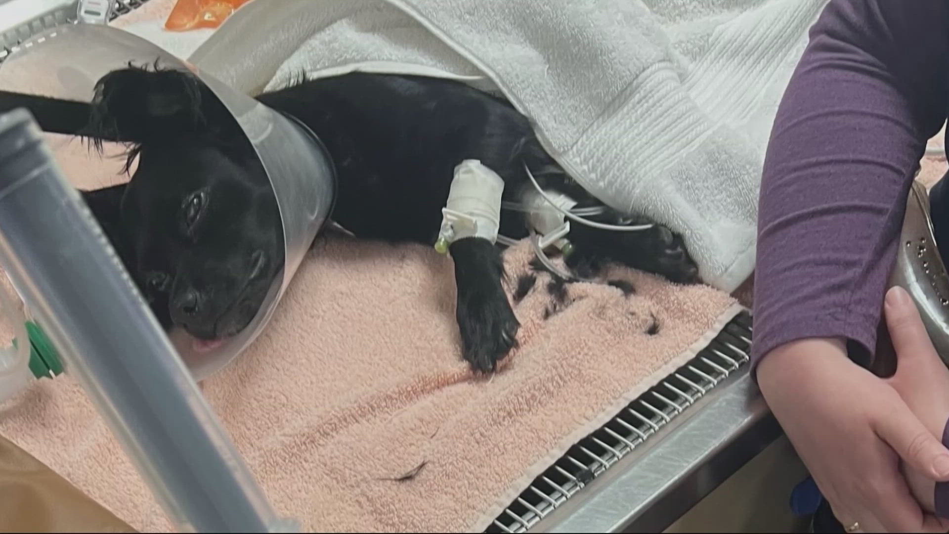 A Portland couple is frustrated after a pitbull attacked their puppy, who required emergency surgery, and ran off.