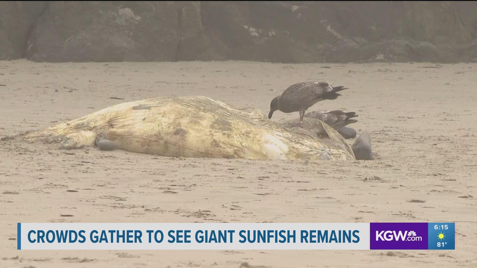 The first of the three arrivals this summer was a rarer species, according to the Seaside Aquarium, but the other two are from a species that does live nearby.