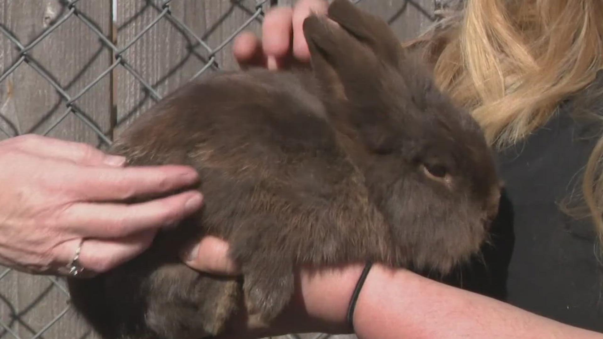 Melissa Zielinski says a woman, who has since been charged, claimed to be picking blackberries near her home. But her rabbits kept disappearing.