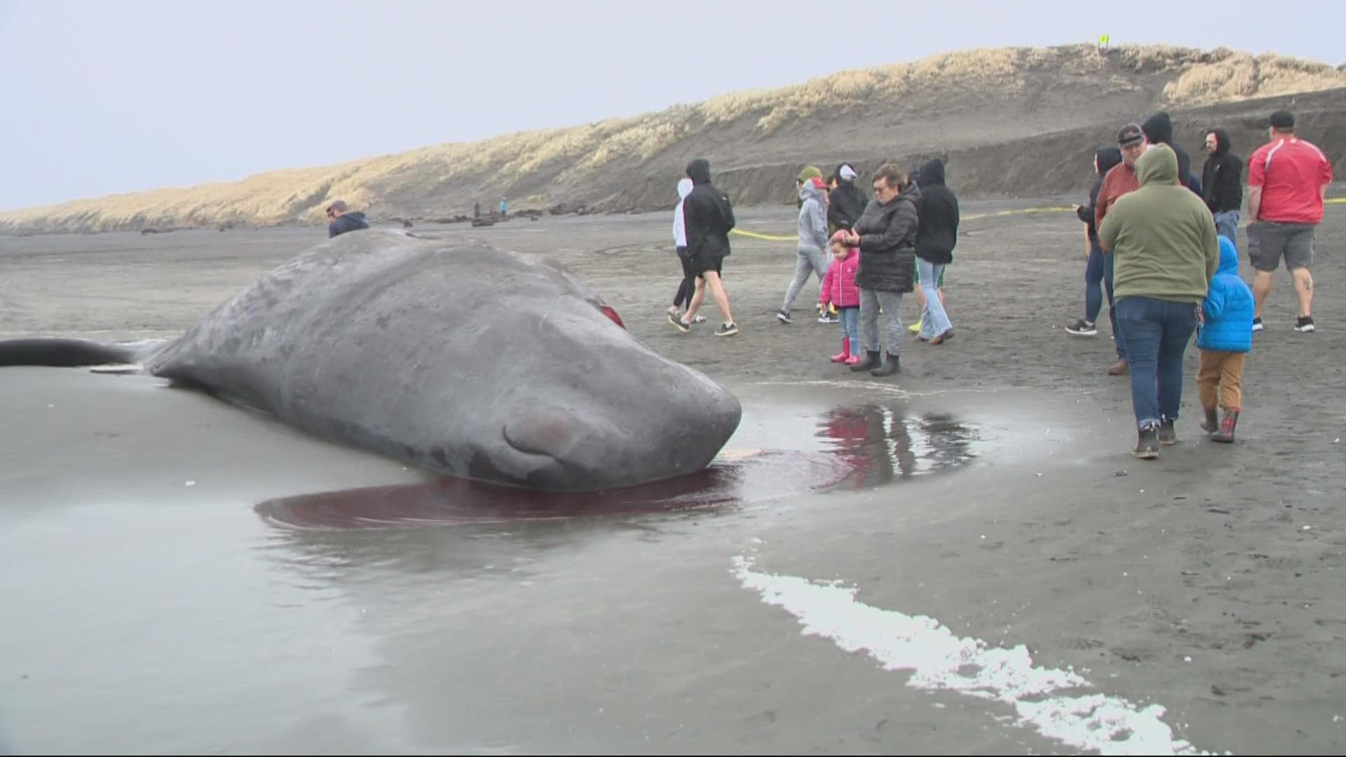 A dead sperm whale washed up onto the beach right next to the Peter Iredale Shipwreck along the northern coast of Oregon.
