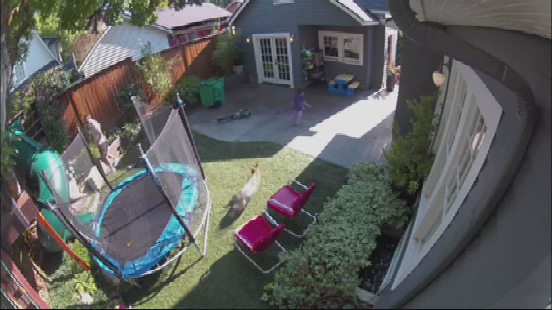 A coyote was caught on camera chasing a four-year-old in the backyard of a home in Northeast Portland. The child jumped on top of a play table as the coyote ran away