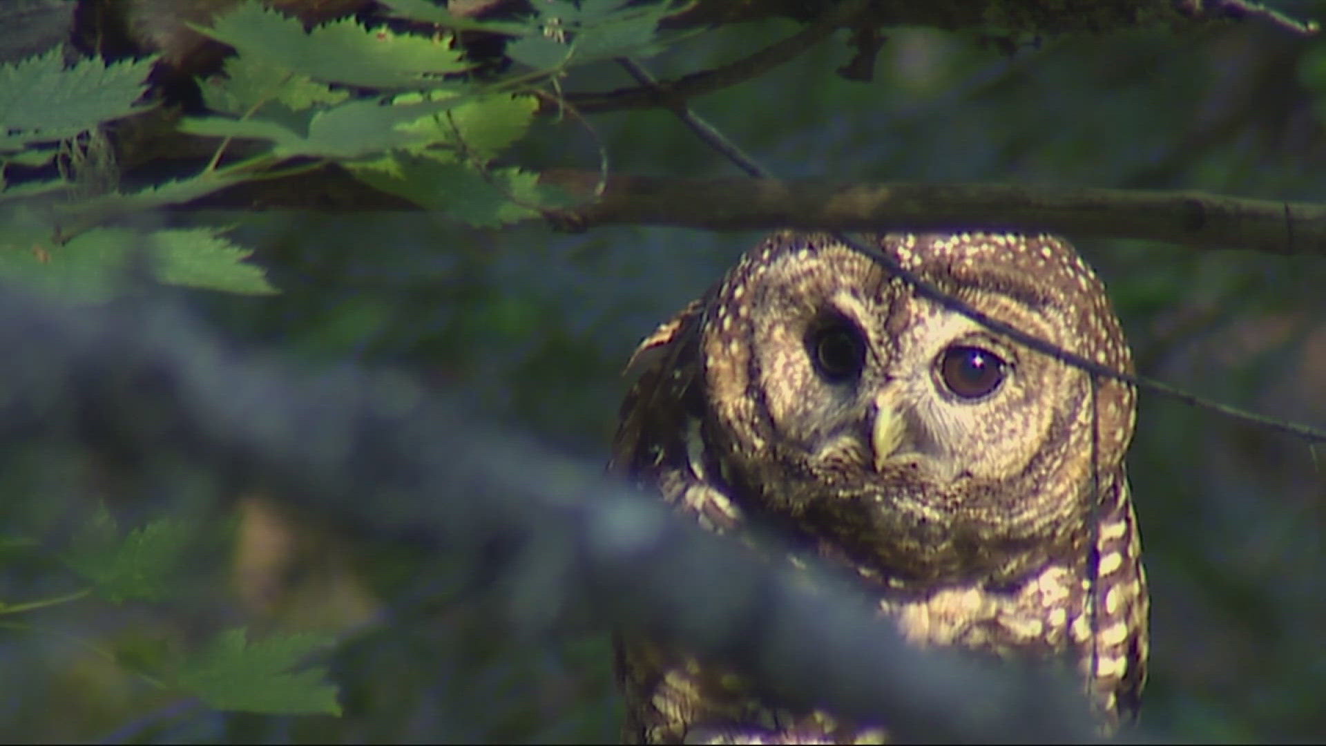 The U.S. Fish and Wildlife Service plans to kill nearly half a million invasive barred owls to save spotted owls in the Pacific Northwest.