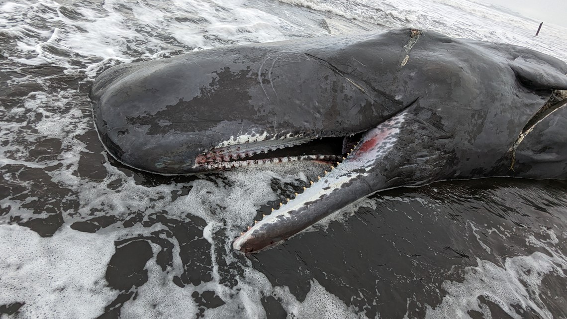 What will happen next to the sperm whale carcass that washed up on the Oregon coast