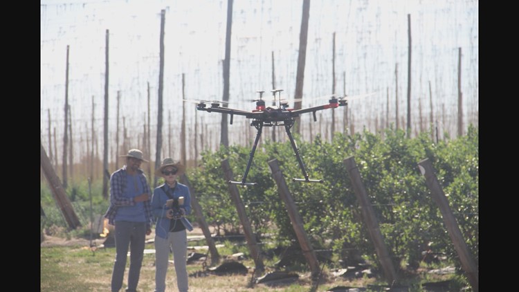 WSU developing drones to protect grapes and other crops