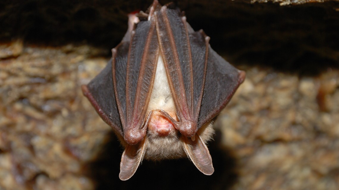 WSU researchers study COVID-like virus found in bats - Vimarsana News