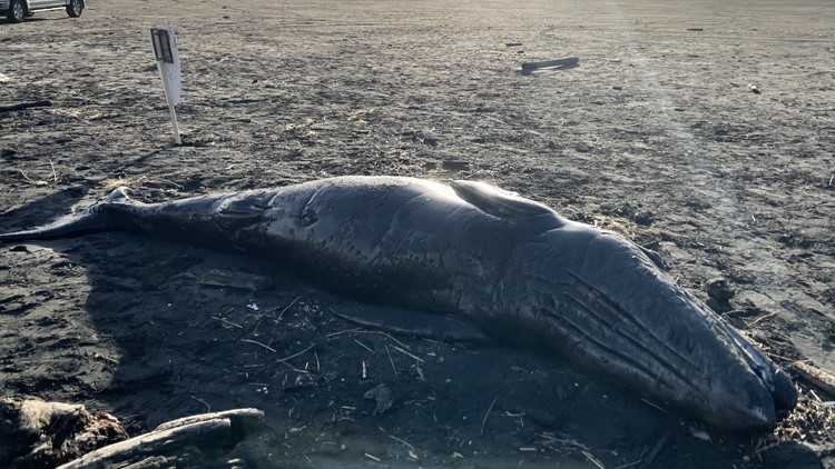 3 dead whales wash up on Oregon coast within a week