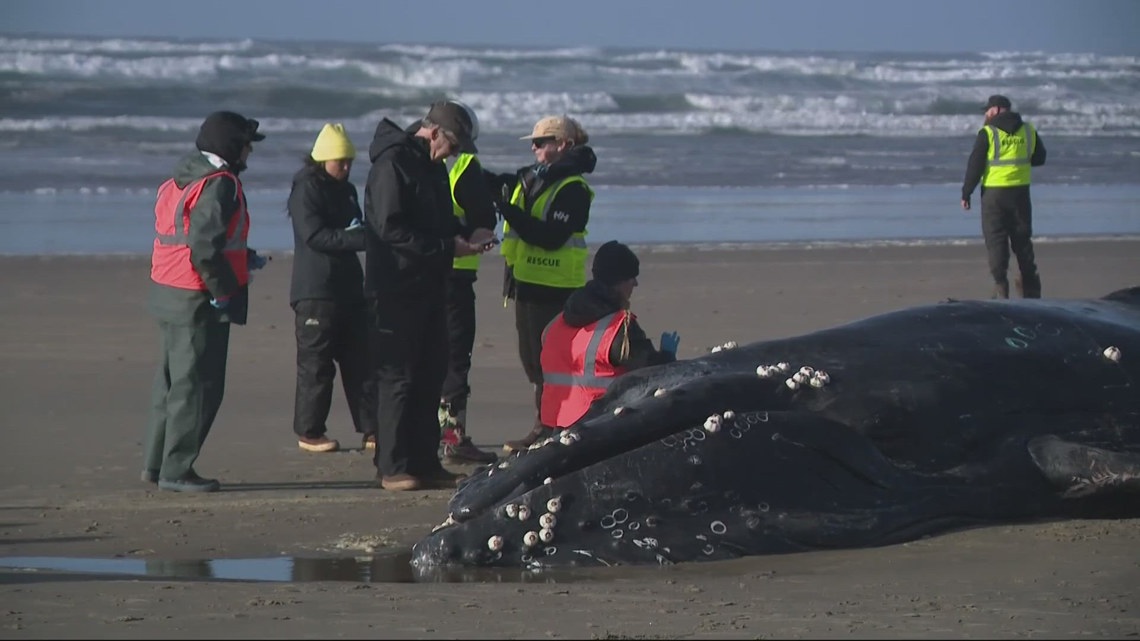 What caused the stranded whale found in Oregon? Necropsy gives new insights