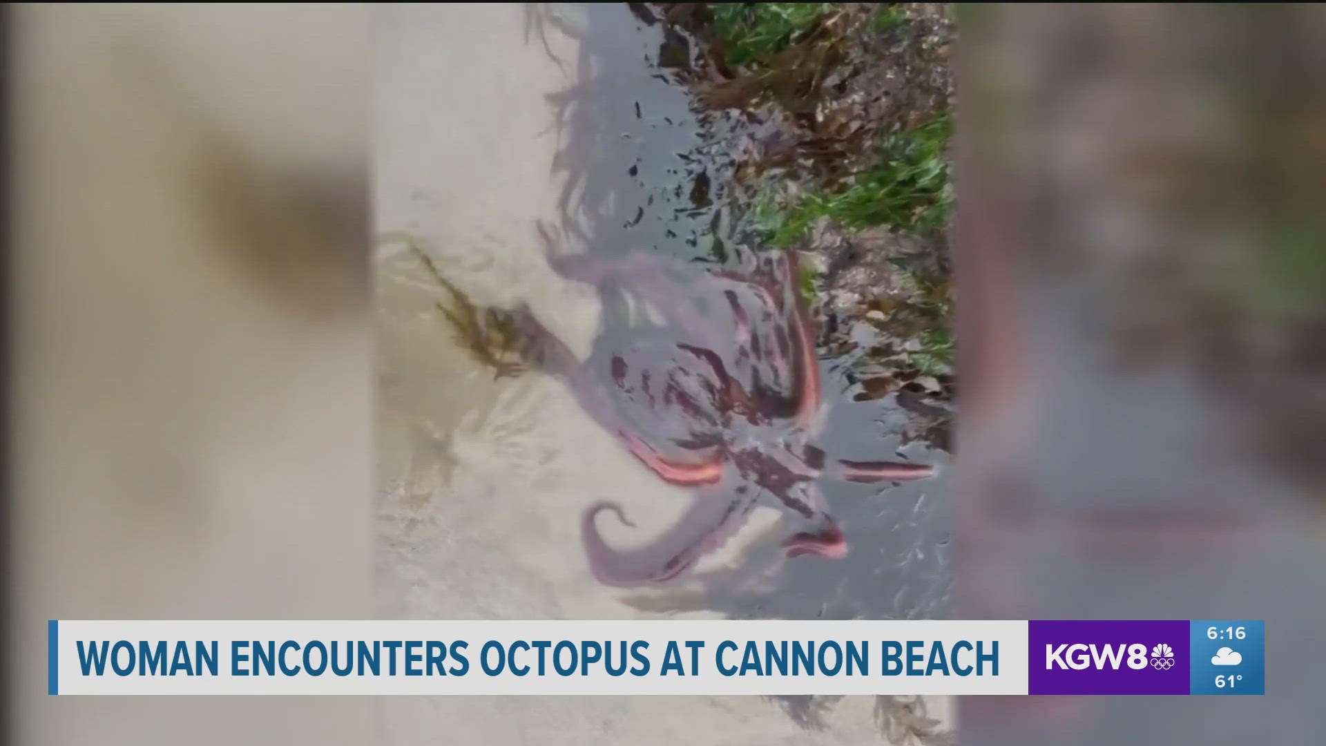 Marine program coordinator Angela Whitlock ahres her magical encounter in a tidepool when an octopus came in for a closer look.