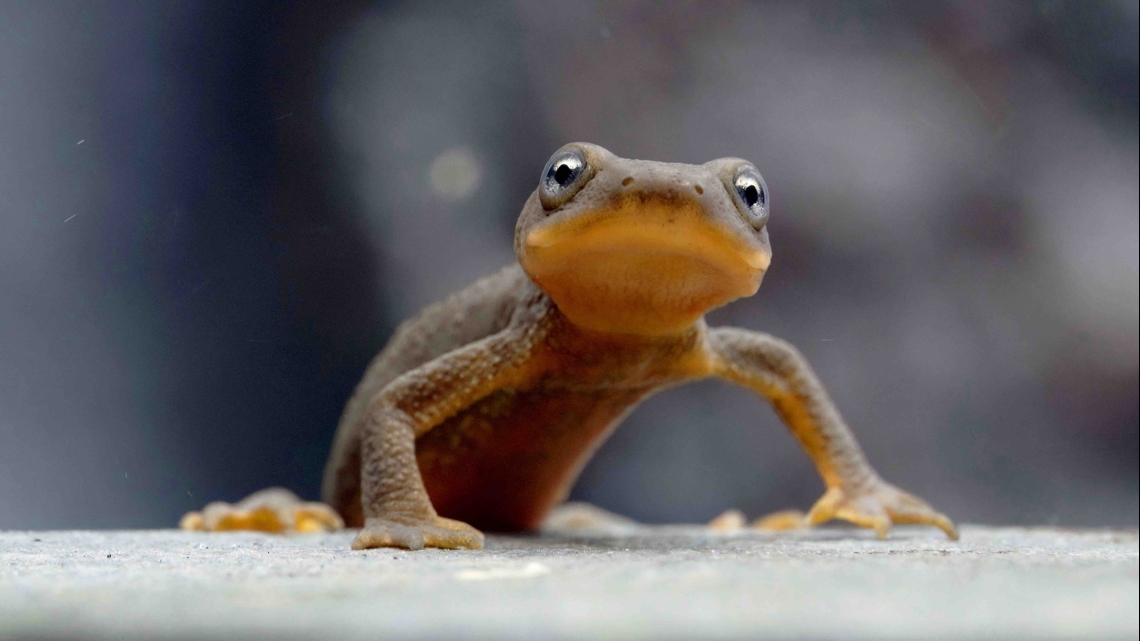 Oregon Zoo launches new plan to save the Crater Lake newt