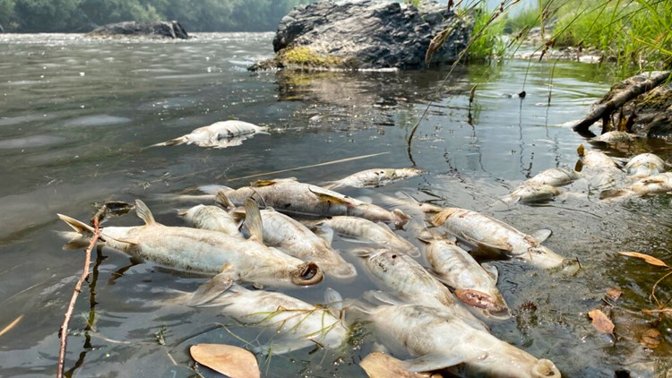 Fish die in the thousands after wildfire near California-Oregon border