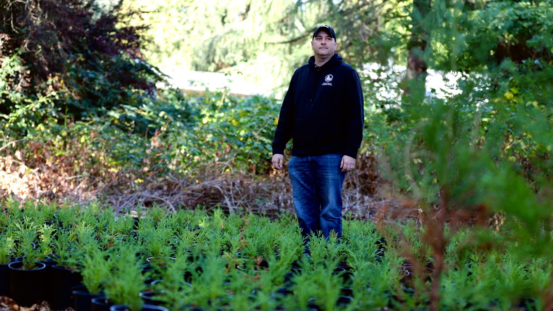 Strategy helping native trees on the decline in the Northwest - Vimarsana News