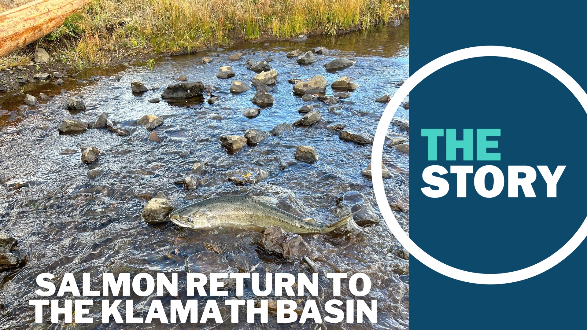 Salmon return to Klamath Basin in Oregon after dam removals | krem.com