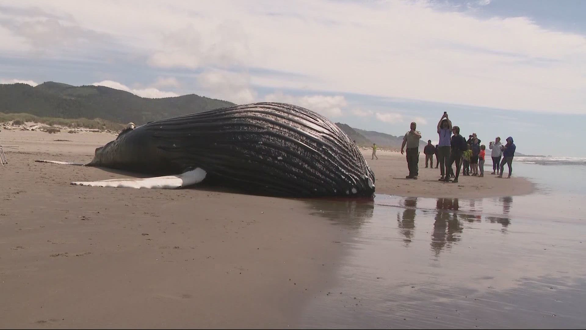 On Monday, the whale washed up on shore about a mile north of the north Nehalem Jetty in Nehalem Bay State Park.