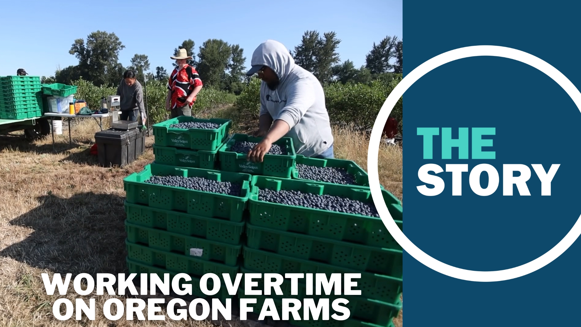 Since 2023, an Oregon law has required farmers to begin paying their workers overtime. At least some farms are doing everything they can to avoid giving those hours.