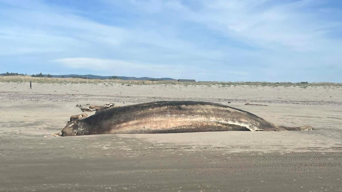 Decomposing beaked whale washes ashore in Long Beach as Pacific Northwest strandings mount