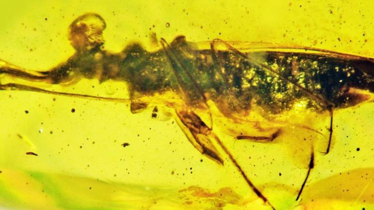 100-million-year-old bug encased in amber identified at OSU