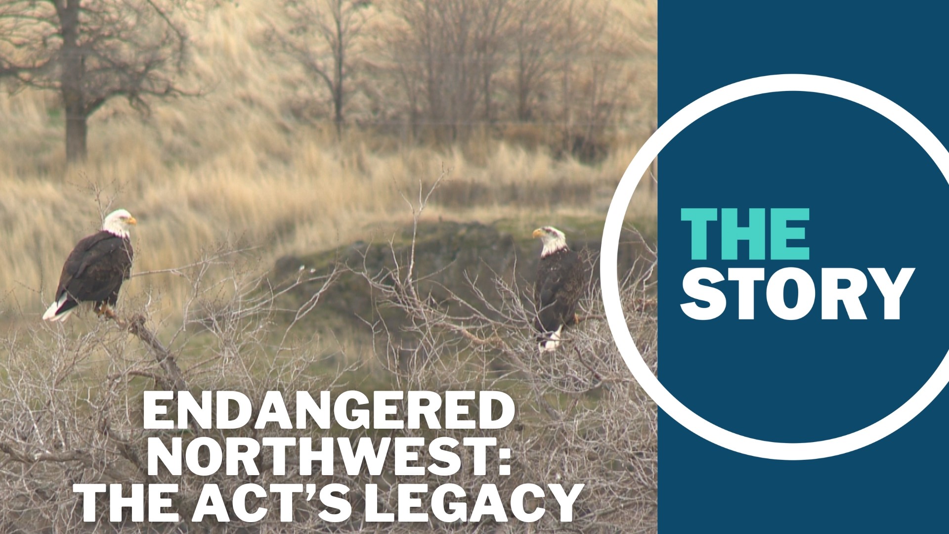 Like most complicated questions, the answer depends on who you ask. While the ESA has kept some species from extinction, full recovery is less common.