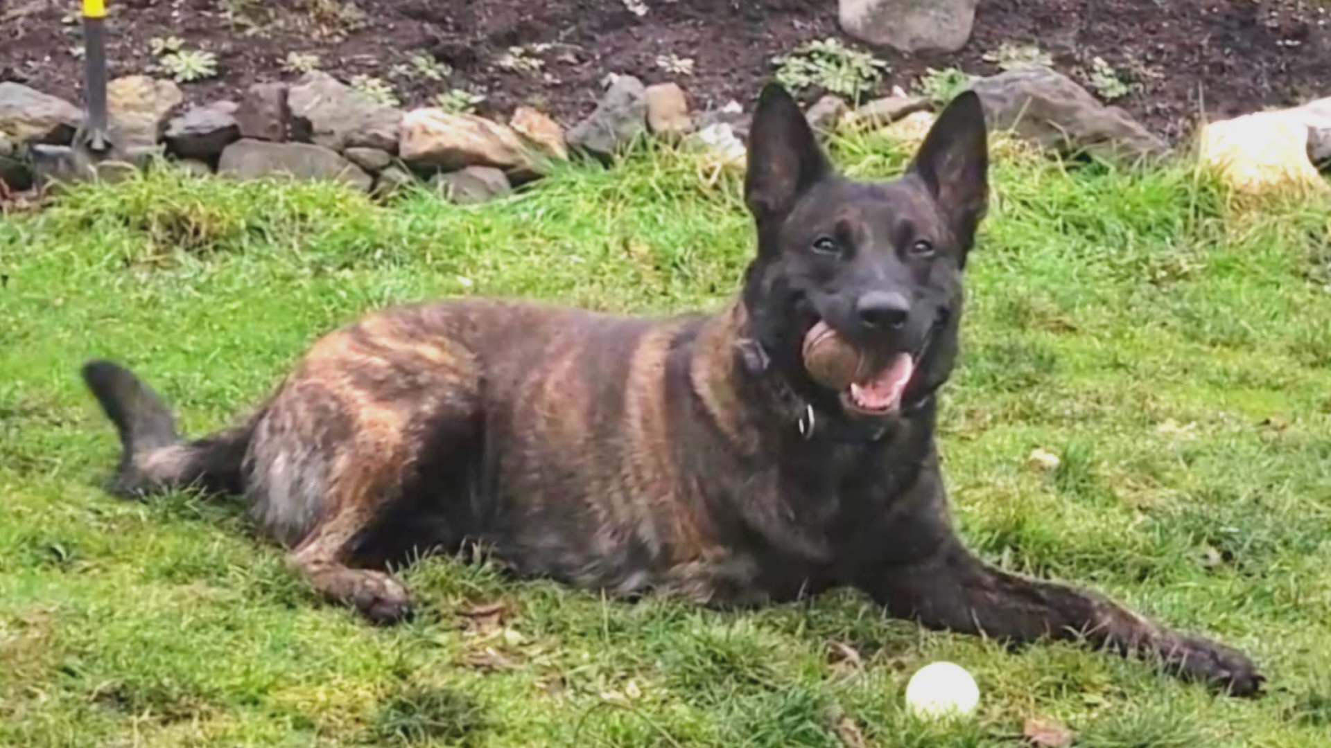 A three-year-old retired police dog that was injured in the line of duty is now competing for a $10,000 cash award for the Oregon nonprofits that helped him recover.