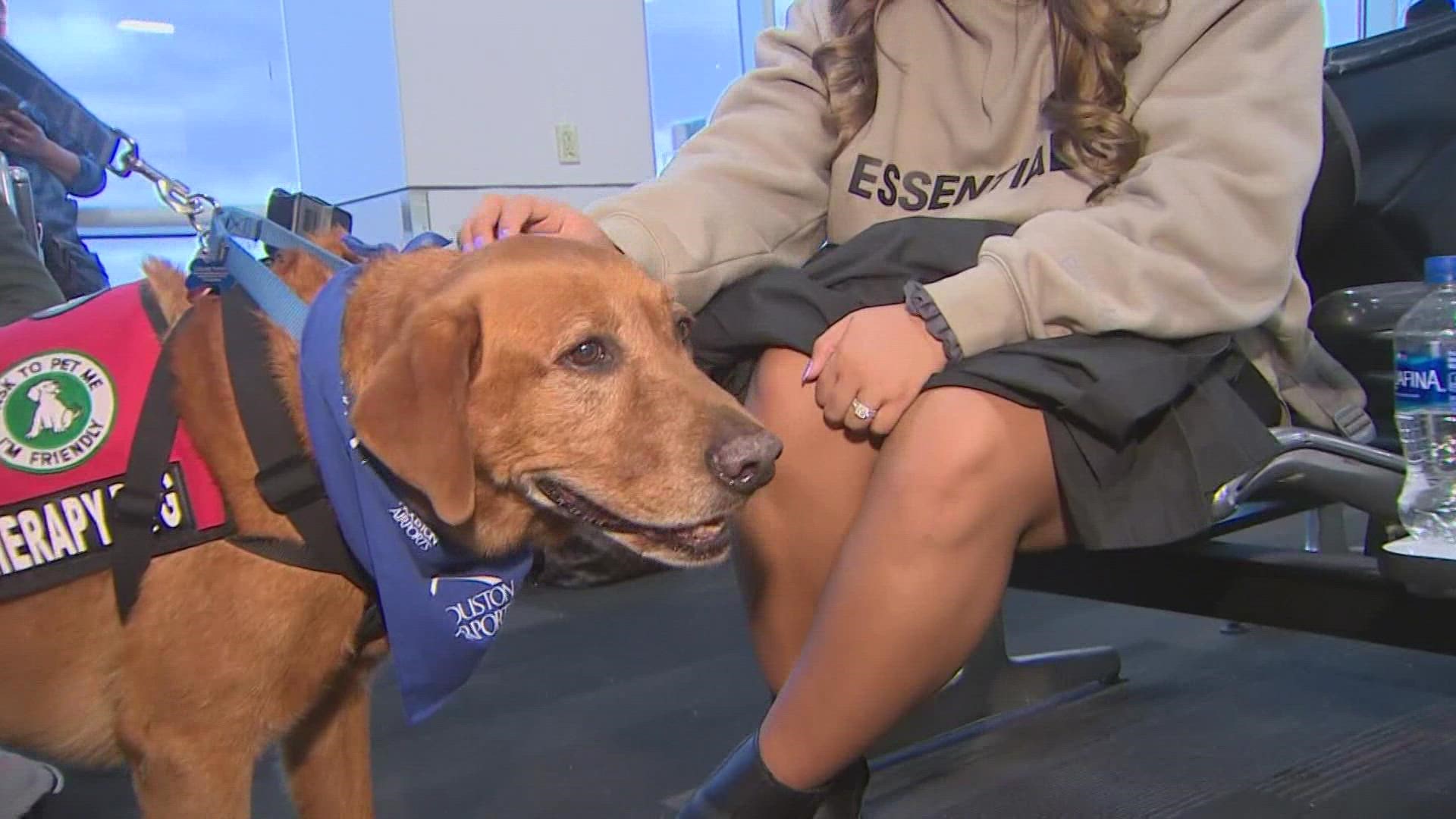 Passengers could experience stress as they travel during a busy time while in a pandemic. Bush Airport will have comfort dogs available for Thanksgiving weekend.