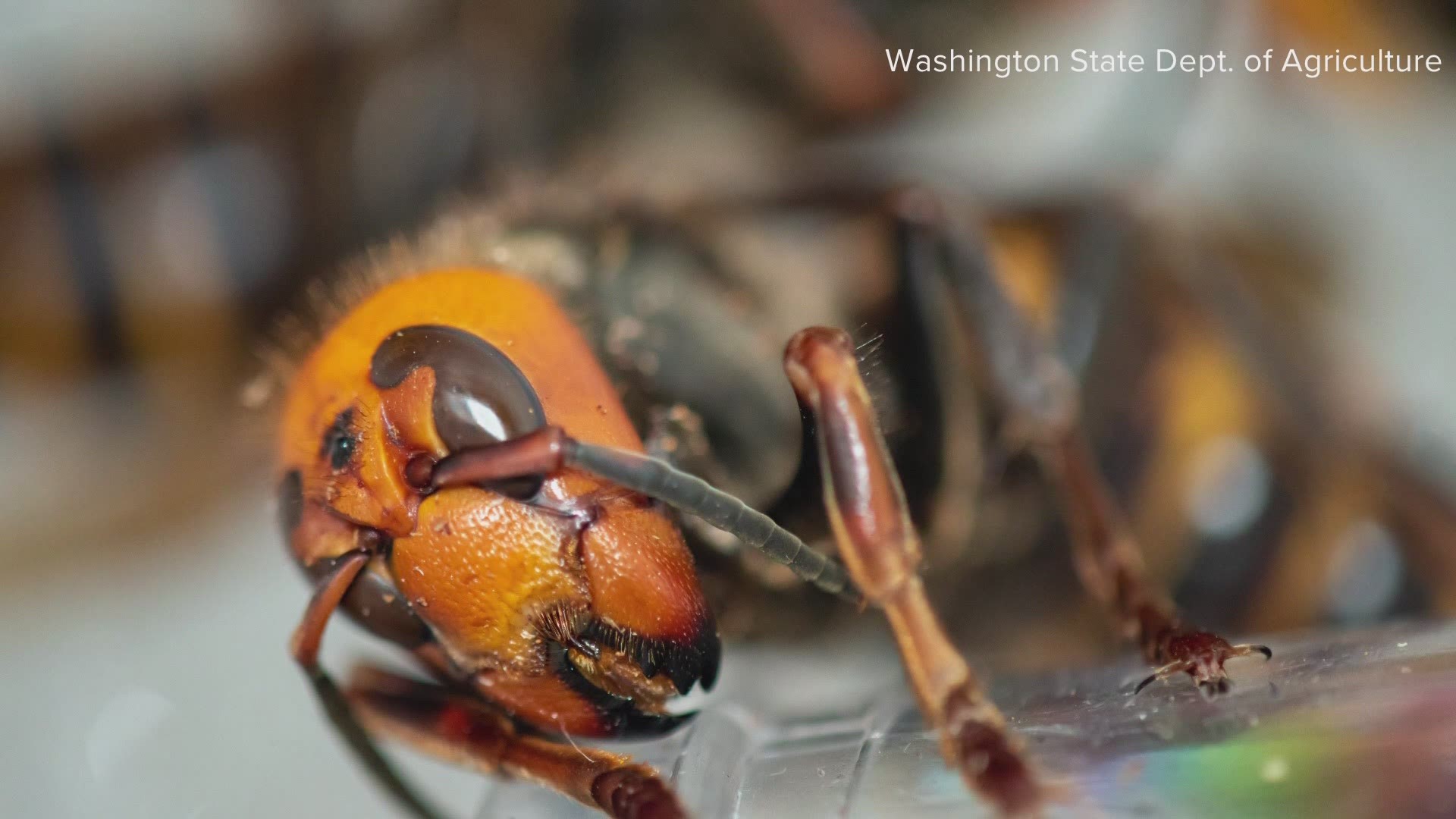 As the Asian giant hornet trapping season approaches, entomologists in Washington state and British Columbia are collaborating to eradicate the invasive species.