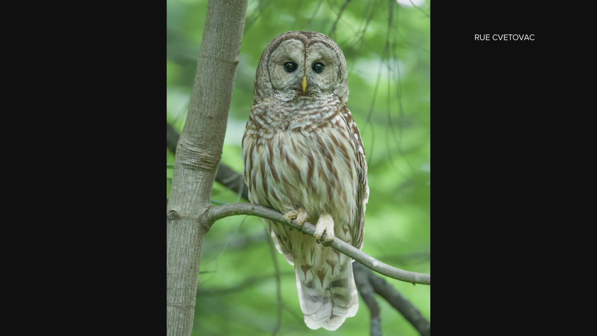 The U.S. Department of Fish and Wildlife plans to kill hundreds of thousands of barred owls on the west coast to help the survival of spotted owls