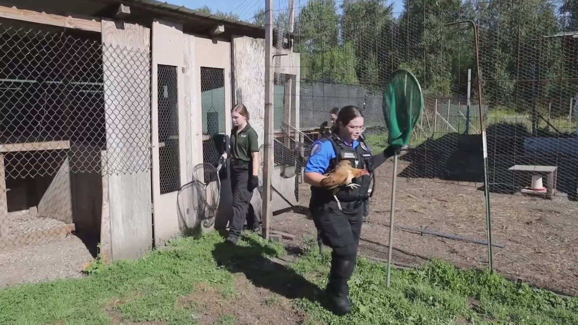 According to PCSD, animals rescued from these conditions would typically be euthanized due to aggression. But these birds will be able to be taken into shelters.