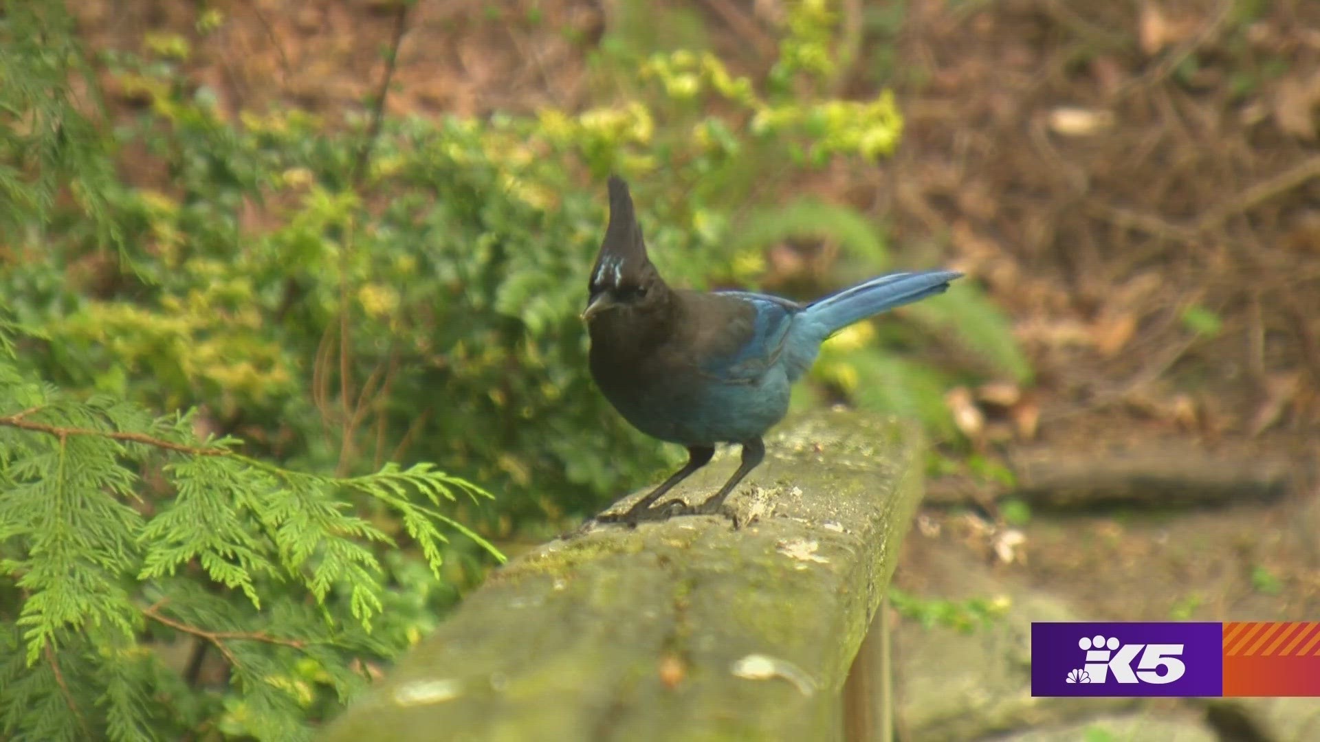 Research suggests birdwatching is beneficial for mental health so the more birds you recognize, the better you feel. #k5evening