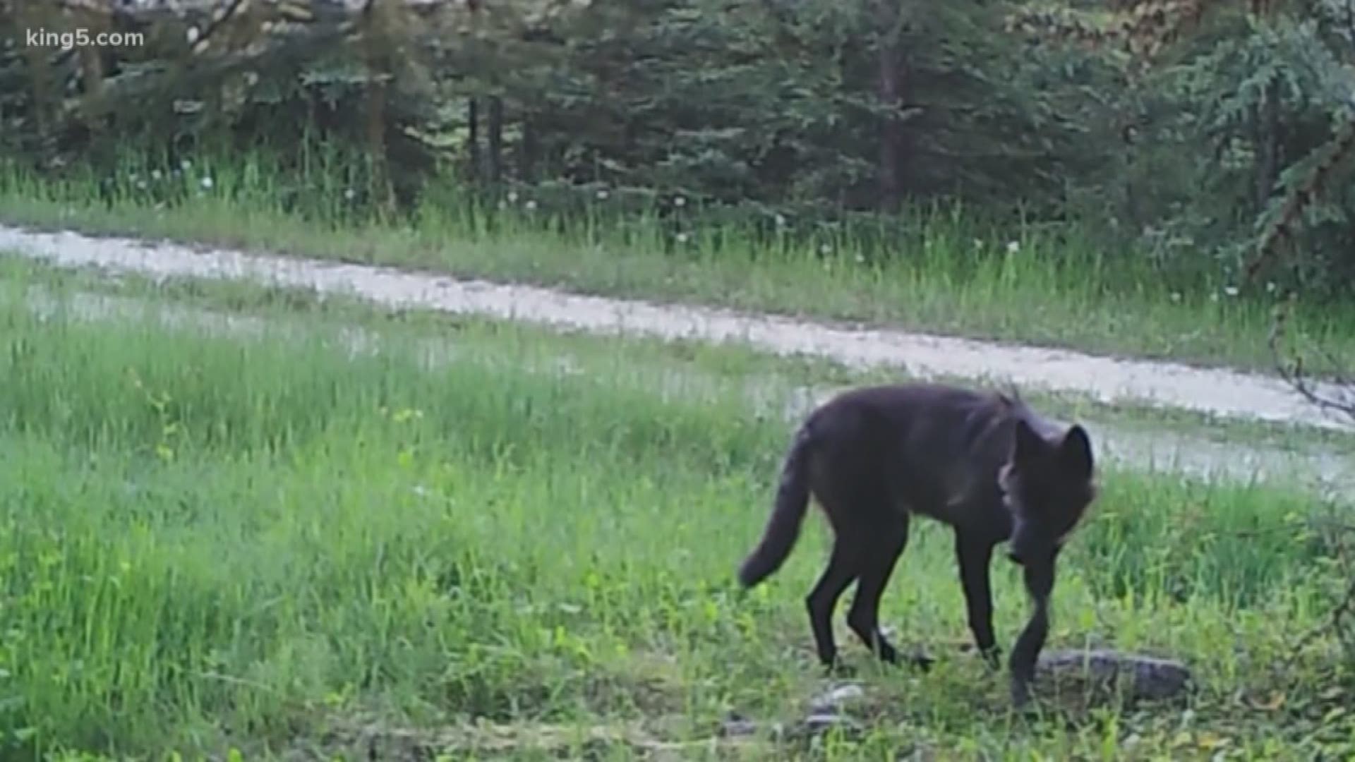 There are more wolves in Washington than experts once thought, and researchers gave an update to state senators. KING 5 Environmental Reporter Alison Morrow shows us why the news could affect wolf policy.