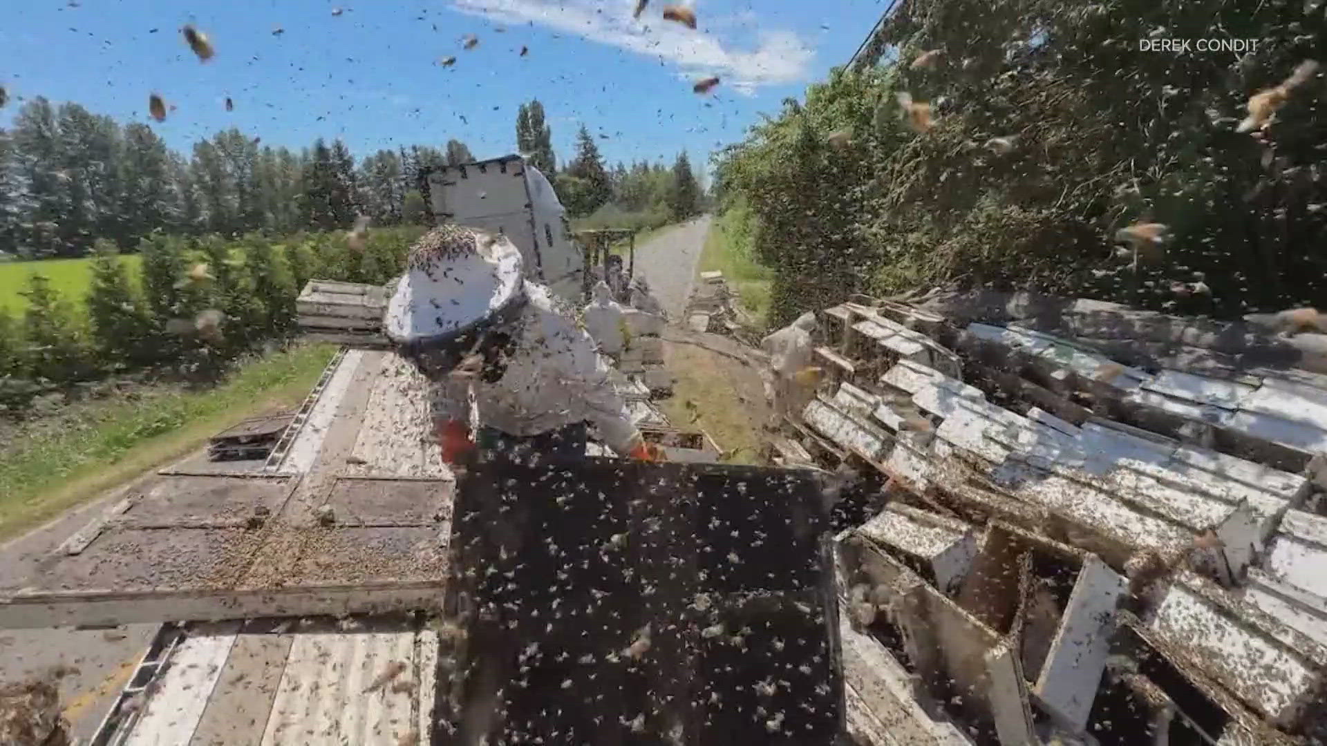 15 million bees turn wild after Whatcom County truck accident | krem.com