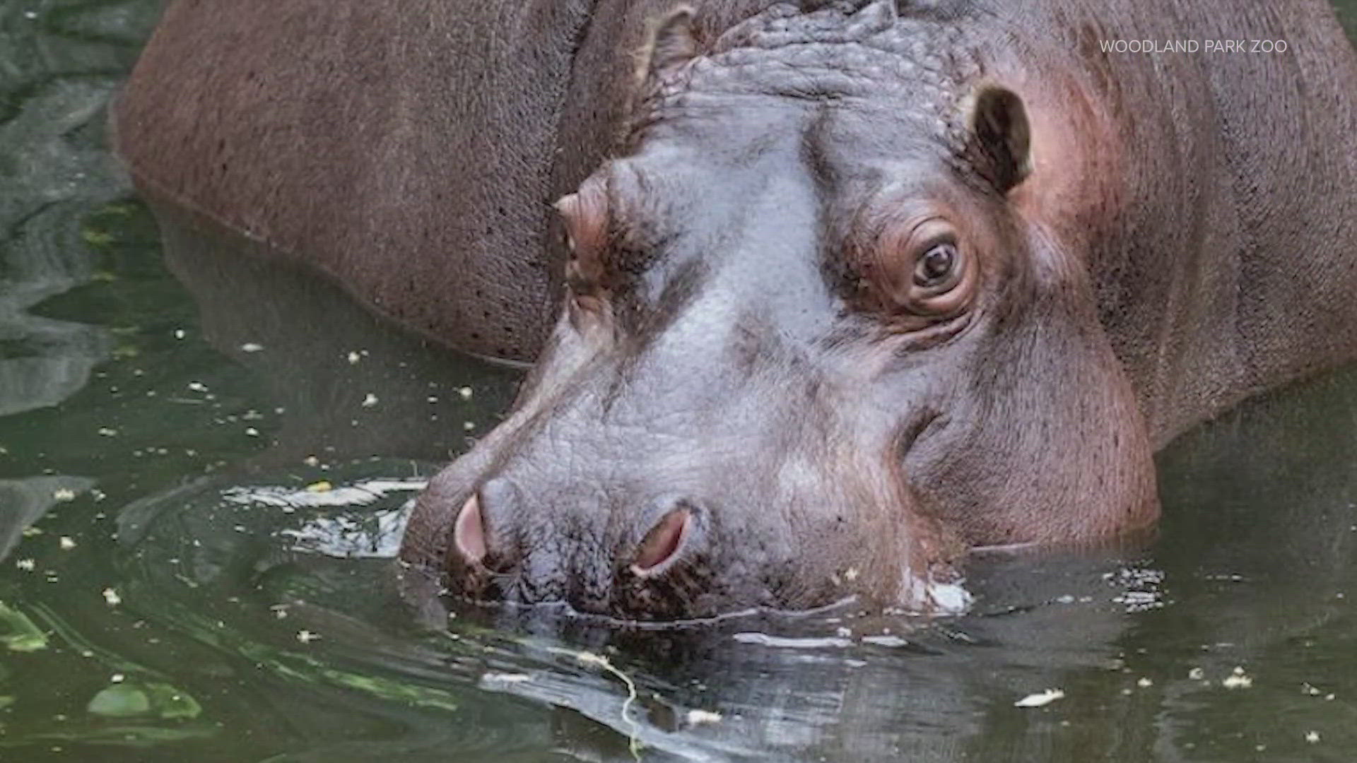 Once Lupe leaves, the zoo will no longer house hippos because of water sustainability concerns.