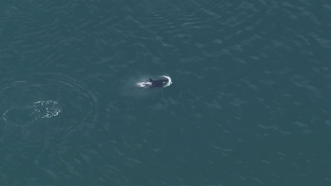 Southern Resident orcas spotted in Salish Sea for more than two weeks - Vimarsana News